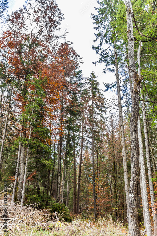 Obraz premium bayrischer wald