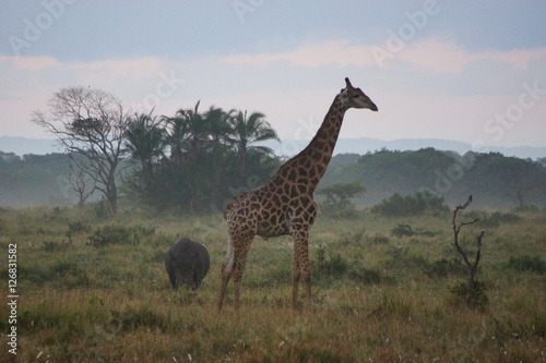 Nashorn und Giraffe