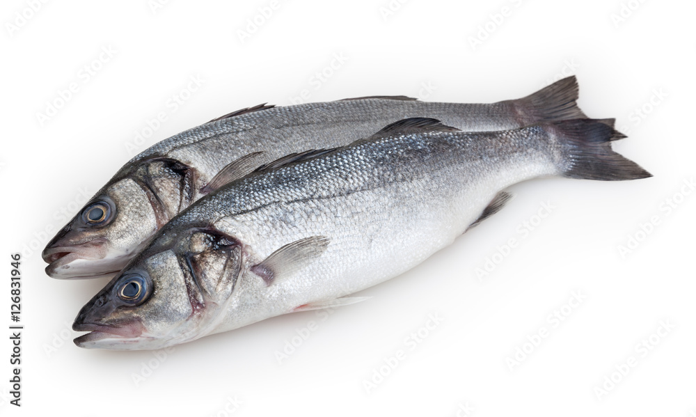 Seabasses isolated on white background with clipping path Seabasses isolated on white background with clipping path