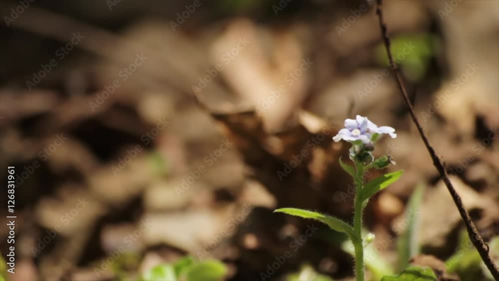 山のなかにひっそりと咲く小さな花に蜂が近寄る 山のなかにひっそりと咲く小さな花に蜂が近寄る