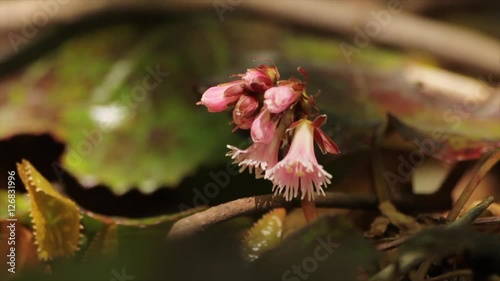 森のなかにひっそりと咲く小さな花