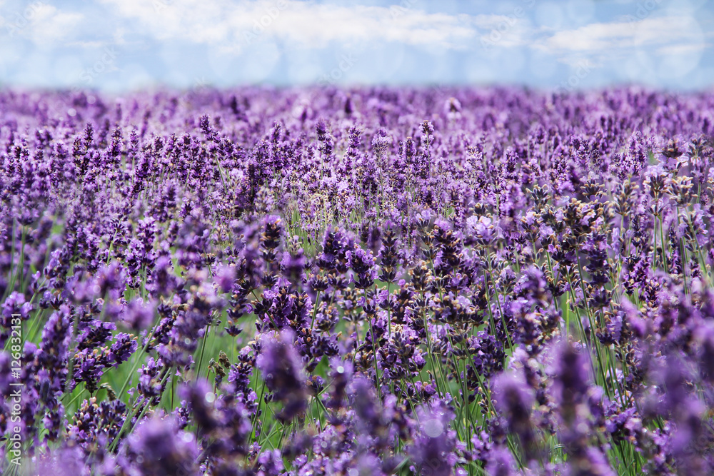 Fototapeta premium ein weites Lavendelfeld