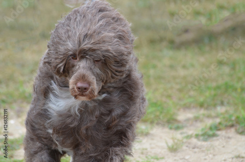 Brown Portuguese Water Dog photo