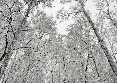 Trees in the Snow