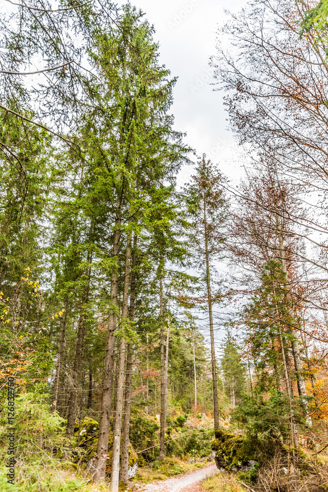 Fototapeta premium wald bei grainau