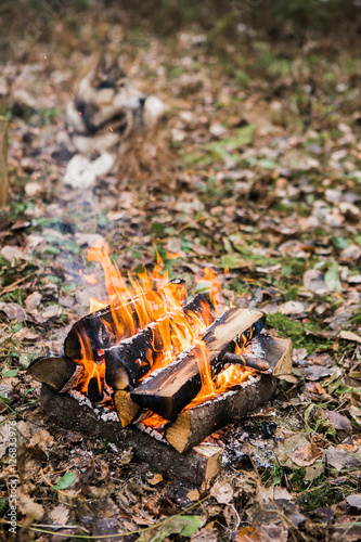 Hunter dog at rest in the forest. Bonfire, fire. © scharfsinn86