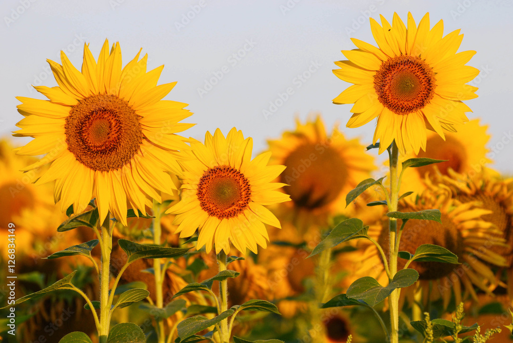 Morning sunflowers