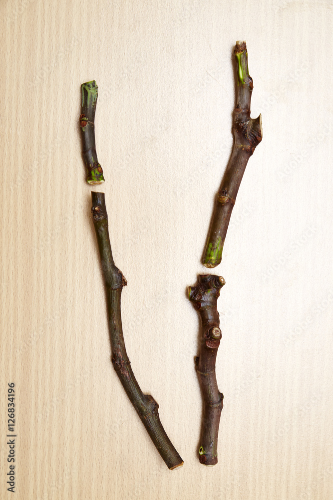 Obraz premium fig Tree cuttings