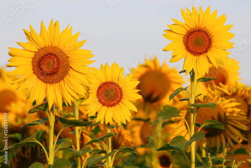Morning sunflowers © Vitalii Kazannyk