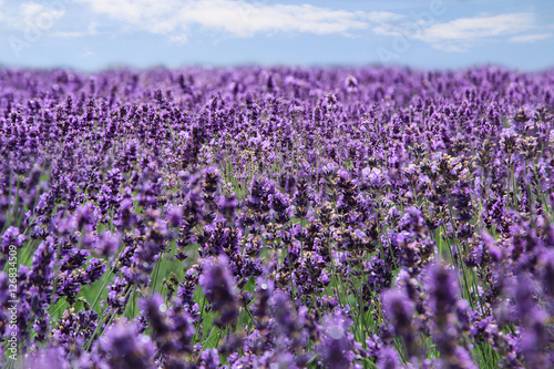 ein weites Lavendelfeld