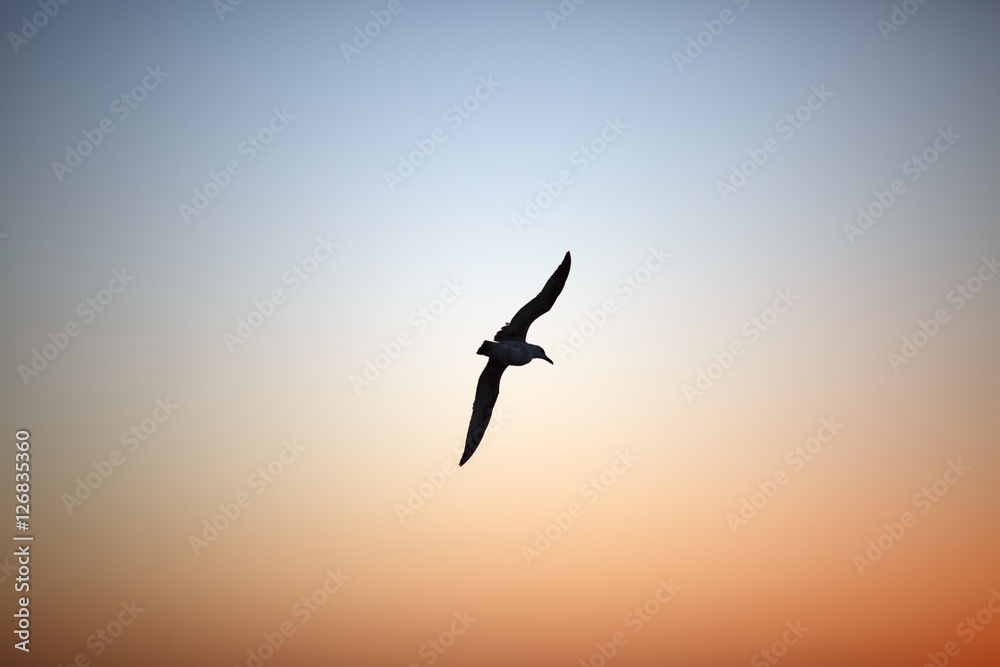 Flying bird over cloudless sky at sunset Flying bird over cloudless sky at sunset