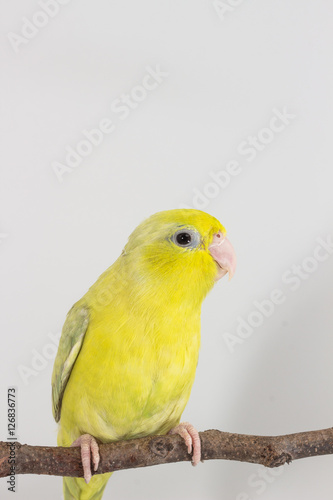 Pastel Green Forpus Bird