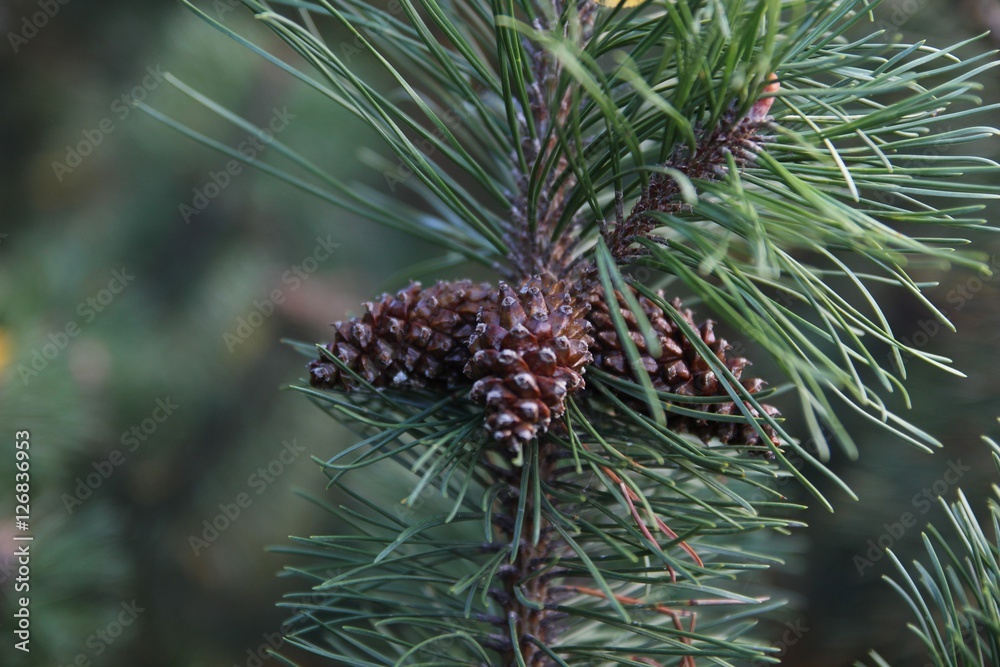 View of  pine cone on the tree,Pinecone on the tree with warm light and shallow dof, bokeh background.