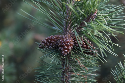 View of pine cone on the tree,Pinecone on the tree with warm light and shallow dof, bokeh background.