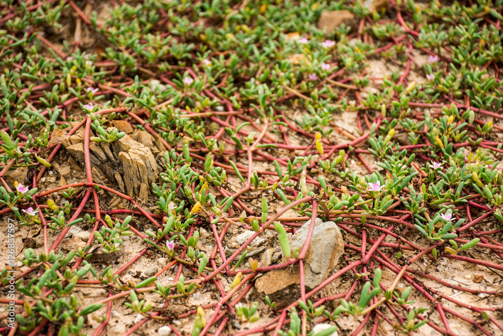 Fototapeta premium flowers
