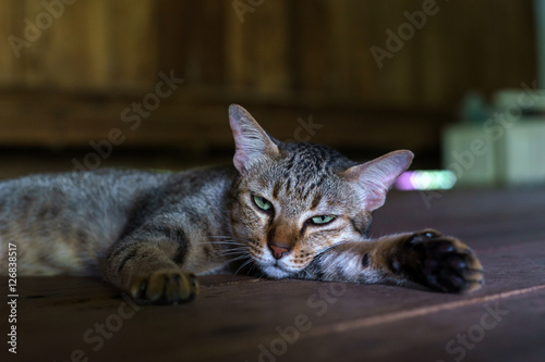 Cat breeds thailand © kumarn