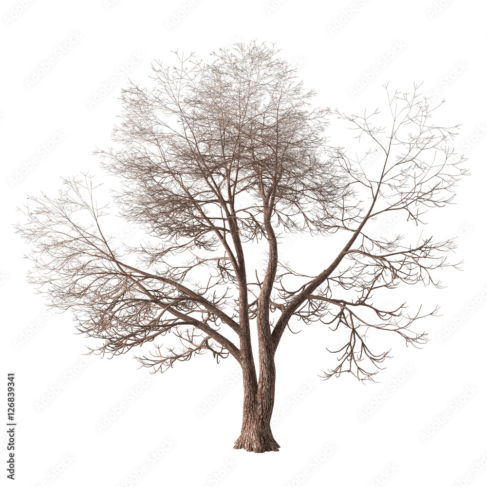 Winter tree with a forked trunk and long bare branches. Isolated on white background with clipping path included. 3D rendering. Winter tree with a forked trunk and long bare branches. Isolated on white background with clipping path included. 3D rendering.