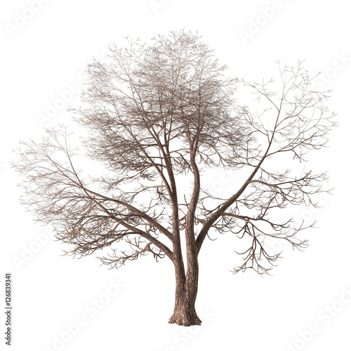 Winter tree with a forked trunk and long bare branches. Isolated on white background with clipping path included. 3D rendering.