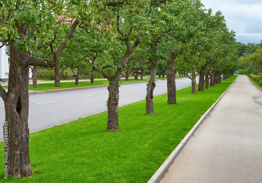 Row of trees on the lawn, who share a highway and pavement Row of trees on the lawn, who share a highway and pavement