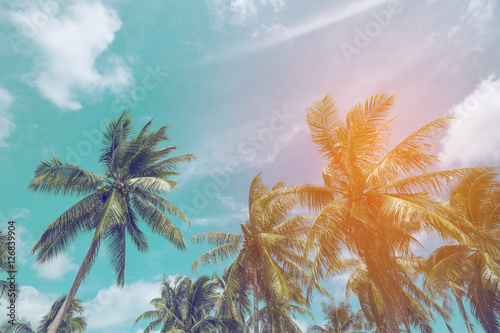 Coconut tree at tropical coast with vintage tone and flare filtered