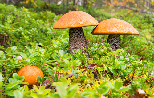 Group of Three Orange Birch Boletes in the Forest