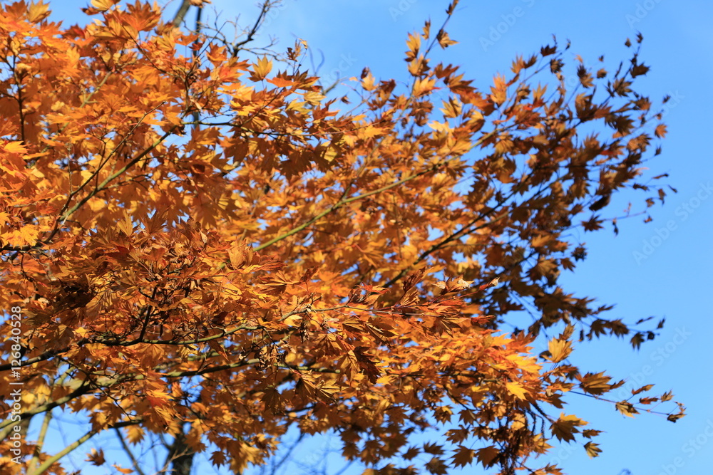 モミジの紅葉 モミジの紅葉