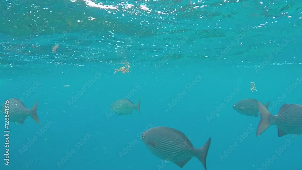 Tropical Silver Fish in Ocean Tropical Silver Fish in Ocean