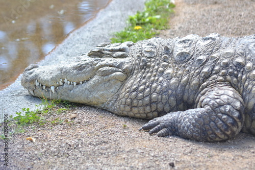 Crocodile