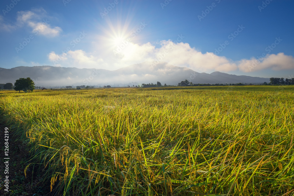 Sunrise at rice(paddy) field, farm with mountain and fog(cloud) background 