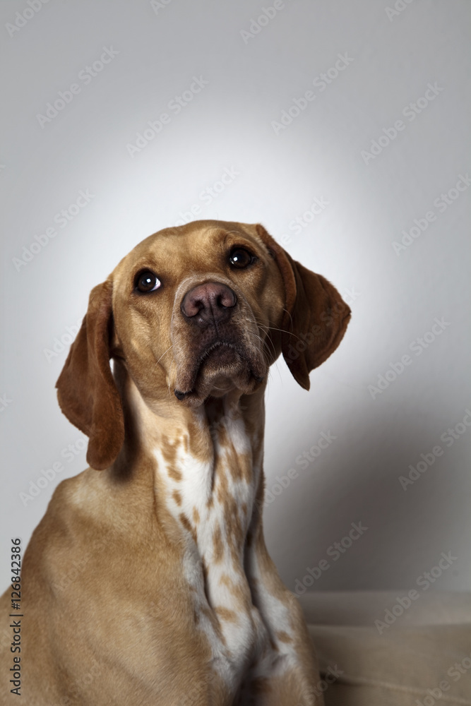 Portrait of brown Vizsla / Dalmatiner Mix Stock-Foto | Adobe Stock