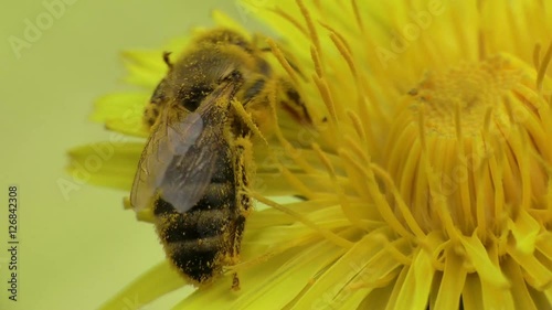 extreme closeup shot of a honey bee gathering pollen slow motion