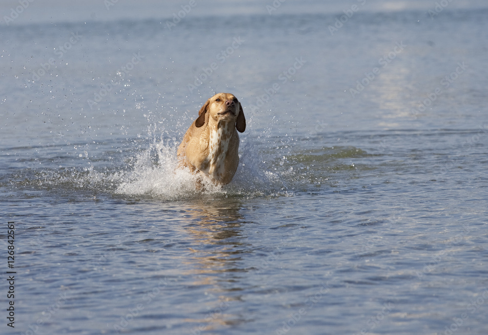 Fototapeta premium Dog at the beach