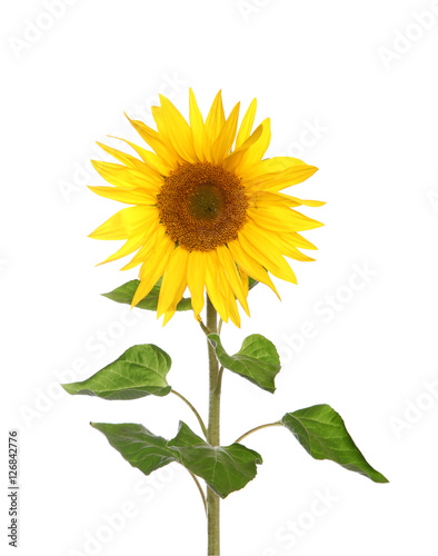 Fototapeta Naklejka Na Ścianę i Meble -  Tournesol