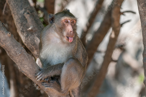 Macaque monkey sticking out his tongue in the jungle of Sam Roi Yot National Park south of Hua Hin in Thailand