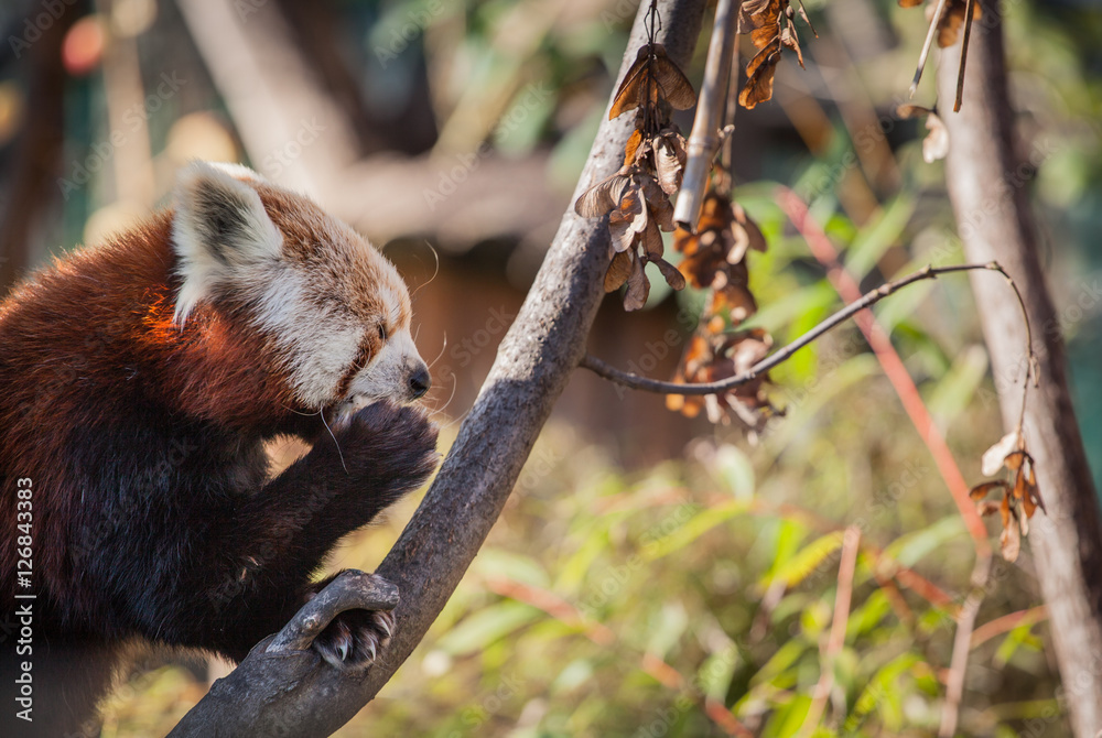 Fototapeta premium Red Panda eating in the zoo