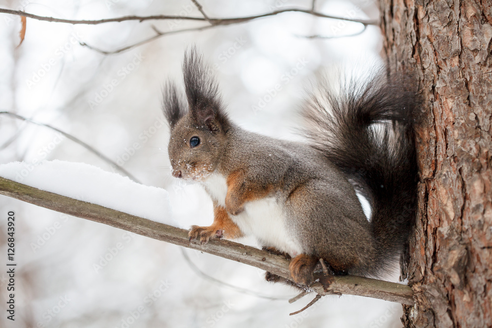 Cute squirrel looking at winter scene, snowy park or forest Cute squirrel looking at winter scene, snowy park or forest