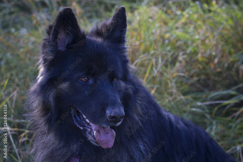 portrait of old german shepherd dog