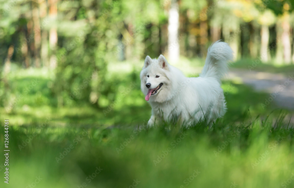 Beautiful Samoyed dog.