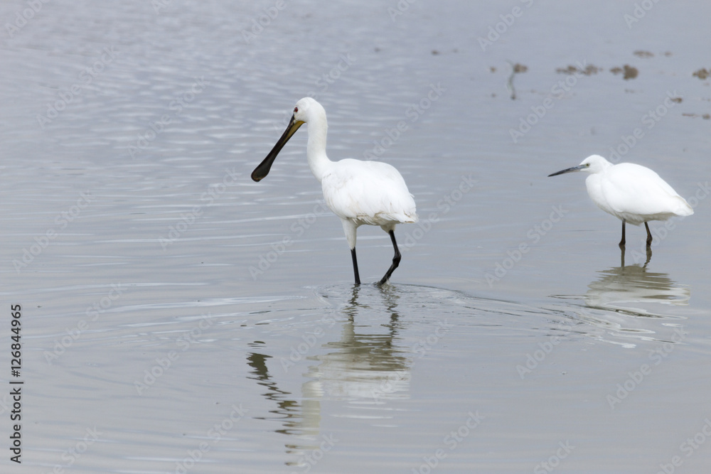 Eurasian spoonbill, Platalea leucorodia Eurasian spoonbill, Platalea leucorodia