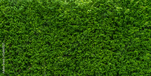 tree wall green colour background