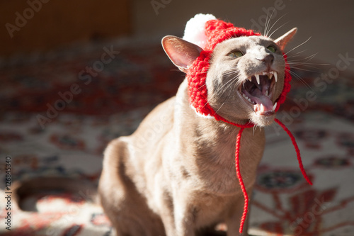 Christmas bobble hat: Oriental Lilac cat in a bobble hat