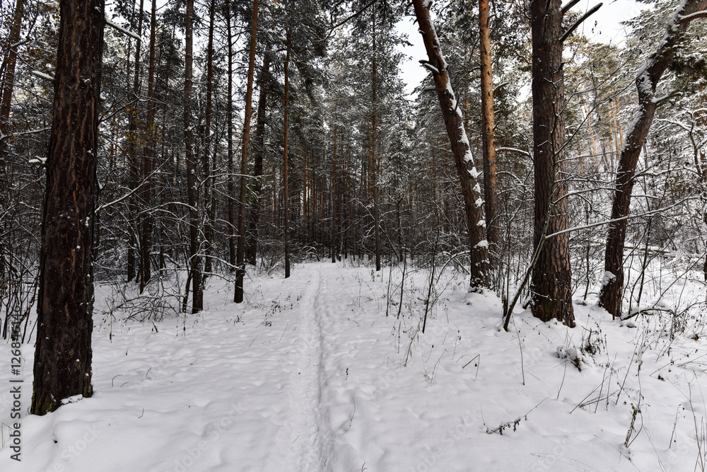 The path in the snowy forest The path in the snowy forest