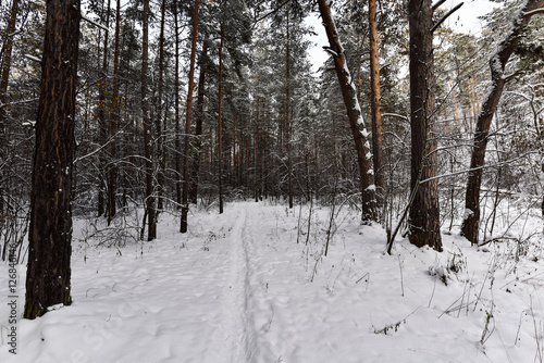 The path in the snowy forest