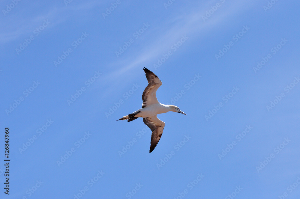 Obraz premium Morus bassanus