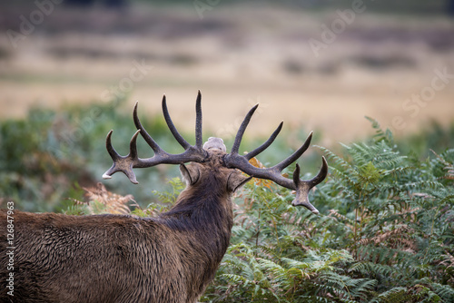 Majestic powerful red deer stag Cervus Elaphus in forest landsca