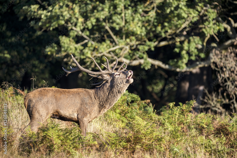 Fototapeta premium Majestic powerful red deer stag Cervus Elaphus in forest landsca