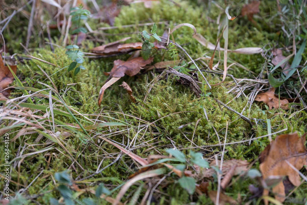 Fototapeta premium Moos im Wald