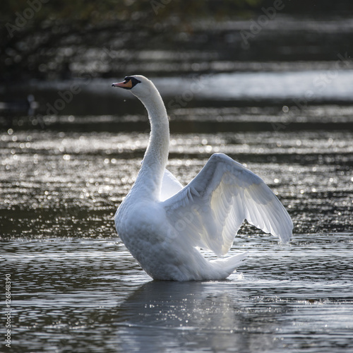 Graceful beautiful mute swan cygnus olor stretches it's wings on photo