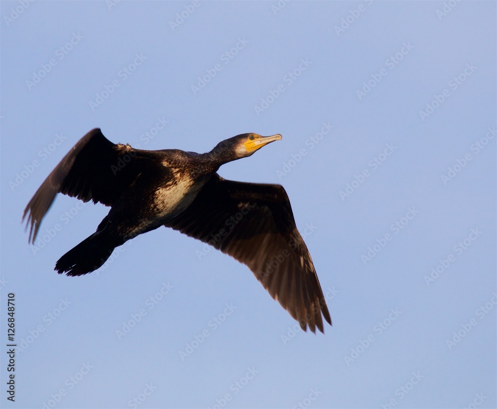 Obraz premium Cormoran