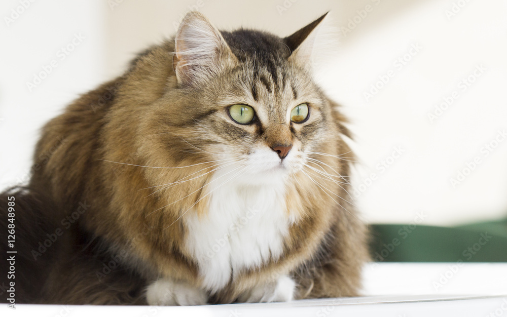 lovely siberian cat outdoor